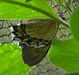 Machu Picchu Butterfly Xxx Blue White Yellow