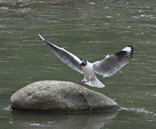 Machu Picchu Bird Andean Gull