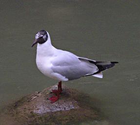 Machu Picchu Bird Andean Gull