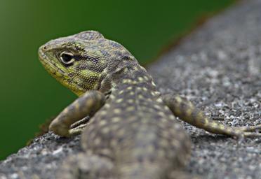 Machu Picchu Lizard