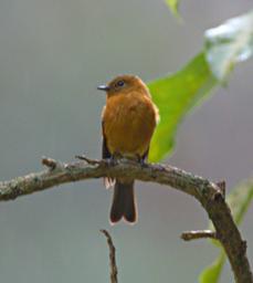 Machu Picchu Bird Xxx Ruddy Tailed Flycatcher