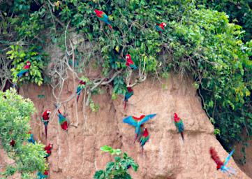 Tambopata Lick P9280689