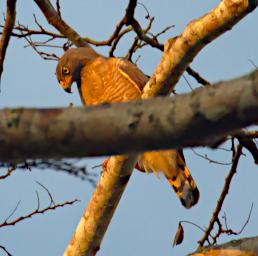Tambopata Bird Roadside Hawk P9290706
