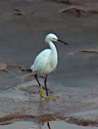 Tambopata Bird Snowy Egret P9290708