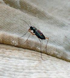 Tambopata Bug Gary Hat P9290715