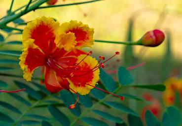Tambopata Flower Xxx Orange Yellow P9290723