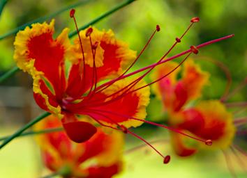 Tambopata Flower Xxx Orange Yellow P9290724