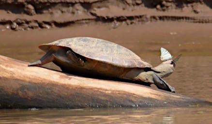 Tambopata Turtle Butterfly P9290732