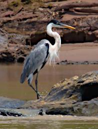 Tambopata Bird Cocoi Heron P9290736
