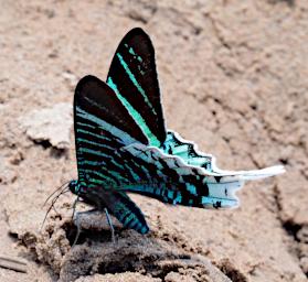 Tambopata Moth Green Banded Urania P9290771