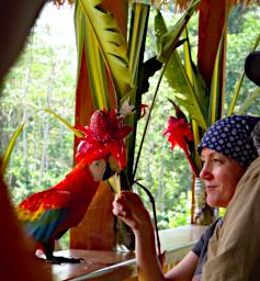 Tambopata Bird Scarlet Macaw Pet P9290799