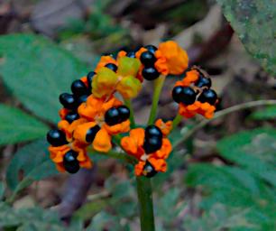 Tambopata Flower Xxx Orange P9290808