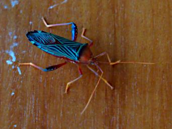 Tambopata Bug Xxx Blue Black P9290818