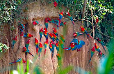 Tambopata Lick Bird Macaws P9300974