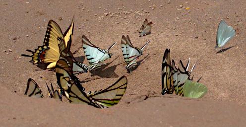 Tambopata Butterfly Xxx P9301004