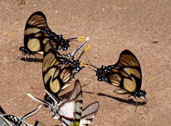Tambopata Butterfly Xxx P9301009