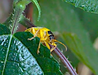 Tambopata Bug Xxx Yellow Black P9301013