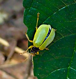 Tambopata Bug Xxx Green P9301014