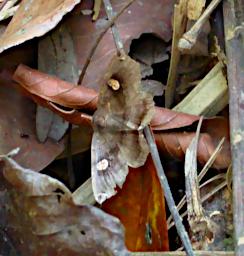 Tambopata Butterfly Xxx Brown P9301015