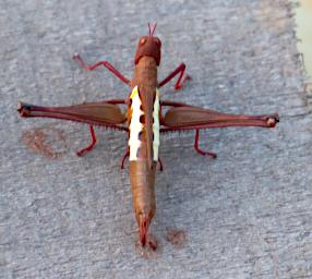 Tambopata Bug Xxx Brown P9301040