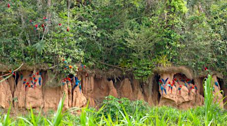 Tambopata Lick Bird Macaws PA011327