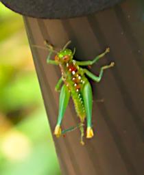 Tambopata Bug Xxx Green PA011359