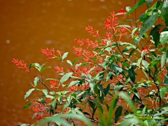 Tambopata Blossom Xxx Orange PA011378