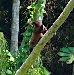 Tambopata Monkey Xxx PA011397