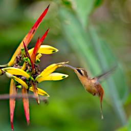 Tambopata Bird Reddish Hermit PA021431