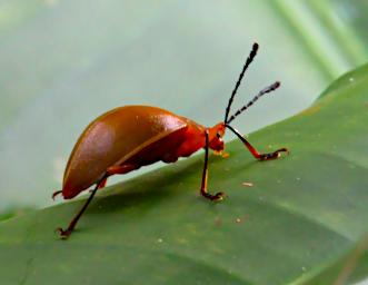 Tambopata Bug Xxx PA021432