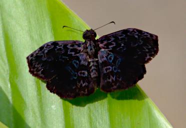 Tambopata Butterfly Xxx Black PA021436