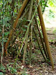 Tambopata Tree Air Roots PA021441