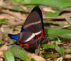 Tambopata Butterfly Rhetus Periander PA021488