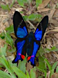 Tambopata Butterfly Rhetus Periander PA021495