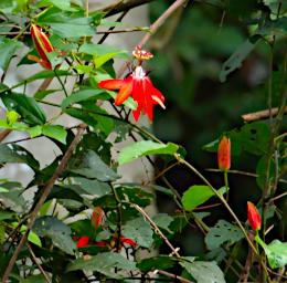 Tambopata Flower Xxx Orange PA021504