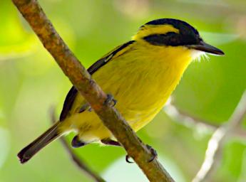 Tambopata Bird Yellow Browed Tody Flycatcher PA021508