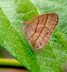 Tambopata Butterfly Xxx Satyr PA021509