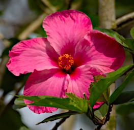 Tambopata Flower Hibiscus PA021512