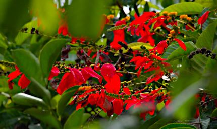Tambopata Flower Xxx Red PA021514