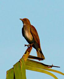 Tambopata Bird Xxx Brown PA021518