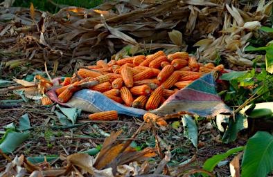 Tambopata Maize PA021520