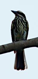 Tambopata Bird Xxx Streaked Flycatcher PA021538
