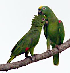 Tambopata Bird Yellow Crowned Parrot PA031564