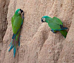 Tambopata Lick Bird Chestnut Fronted Macaw PA031570