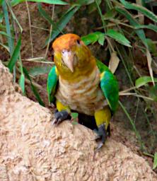 Tambopata Lick Bird White Bellied Parrot PA031580