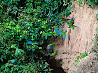 Tambopata Lick Bird Parrots PA051841