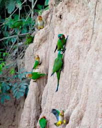 Tambopata Lick Bird Parrots PA031603