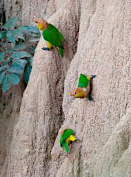 Tambopata Lick Bird White Bellied Parrots PA031605