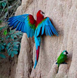 Tambopata Lick Bird Red Green Macaw PA031608