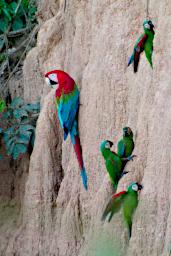Tambopata Lick Bird Red Green Macaw PA031611
